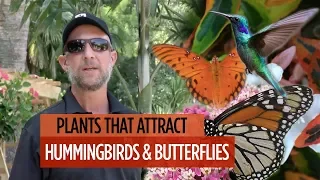 Plants that Attract Hummingbirds & Butterflies