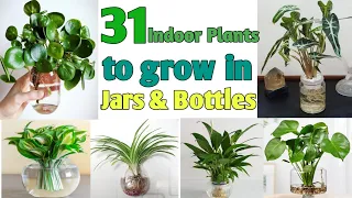 31 Indoor Plants for Glass Jars & Bottles | Low Light Plants for Glass Jars | Plant and Planting