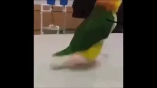 А попугай знает толк в танце