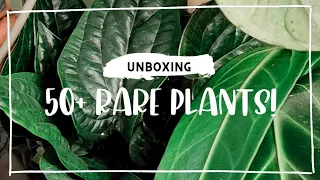 UNBOXING A HUGE RARE PLANT IMPORT | greenspaces.id