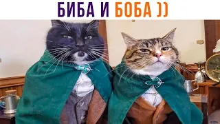 БИБА и БОБА))) Два друга))) Приколы с котами | Мемозг 969