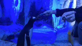 Penguin eats giant fish!