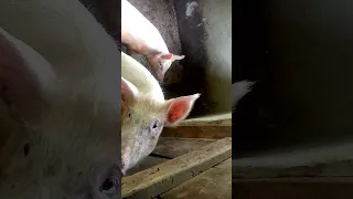 pigs are too aggressive