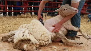 How It's Made Wool