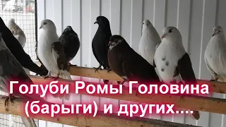 Голуби Ромы Головина (барыги) и  других..