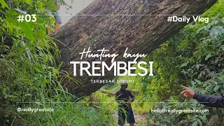 kayu trembesi super besar dibumi