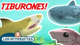 Los Octonautas Oficial en Español - ¿A quién le gustan los tiburones? | Compilacion