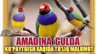 AMADINKA GULDA KO'PAYTRISH VA MALUMOTLAR