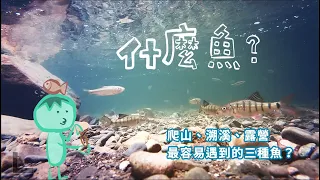 【什麼魚？】爬山、溯溪、露營、溪邊玩水，常常看到很多魚，卻不知道是什麼魚，那就來看看吧。溪魚三兄弟：溪哥、石賓、馬口，到底長什麼樣子？看完這集就認識了！