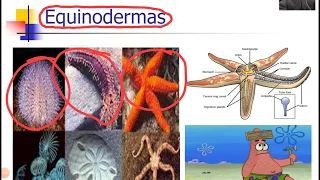 Equinodermas