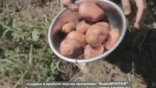 Картопля під сіном та в мішках