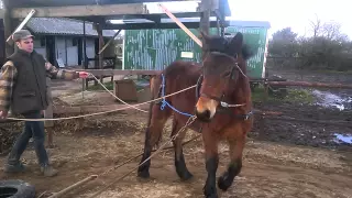 Trekpaard bitloos leren 9,5 maanden oud