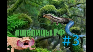 Ящерицы России. Ящерицы обитающие в России