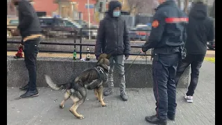 Valerio Staffelli inviato speciale con i Carabinieri del Nucleo Radiomobile di Monza