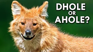 Dholes Are The Bane Of Tigers Everywhere