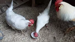 Caring cockerel.