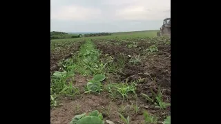 Швидко сапаю гарбузи