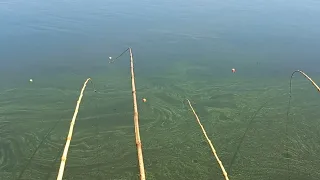 Pescaria Raiz de tilapias Gigantes usando bichinho uma atrás da outra Rio Grande