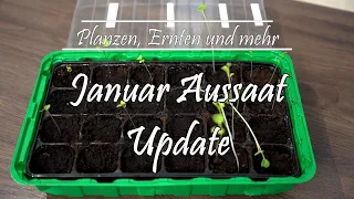 Update! zur Januar Aussaat - Umpflanzen unserer Rettich Keimlinge