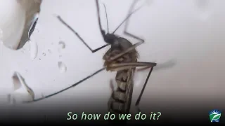 Testing Mosquitoes for West Nile Virus in Pennsylvania