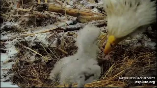 Decorah North Nest 4-2-24 Another snowy feeding, watch DNF levitate above the kids