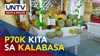 Mga magsasaka sa Albay, kumita ng higit P70K sa ani na kalabasa