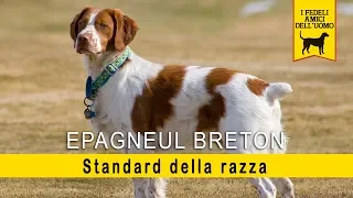 Epagneul Breton - Standard della razza