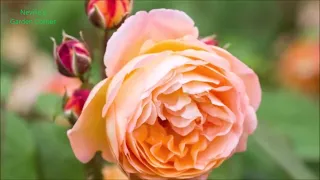 Top 10 Most Fragrant Roses on Earth