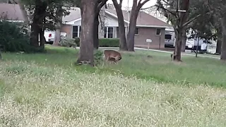 May 4, 2020 - Mother Deer Nursing Two Fawn