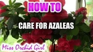 How to care for Azaleas