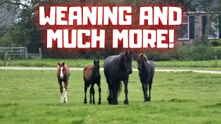 Weaning | Goodbye | don't like you | eat | Frisky | Riding | Friesian Horses