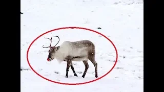 5 RUDOLPH THE RED NOSED REINDEER CAUGHT ON CAMERA