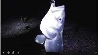 WHAT A FISH !!