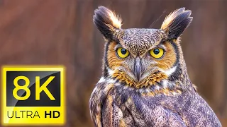 8K Birds - Amazing Beautiful Birds in The World in 8K ULTRA HD - Relaxing nature music ( 8K TV )