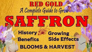 Most Expensive Herb | How to Grow Saffron at Home  | COMPLETE GUIDE| केसर زعفران  | History -Harvest