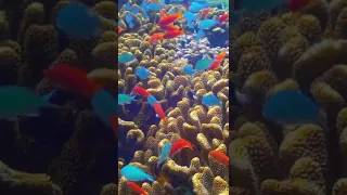 Colorful Coral Reef Diving, Bali