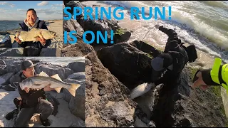 STRIPED BASS SPRING RUN IS FULL ON SOUTH SHORE! Feat @IslandAnglerRich