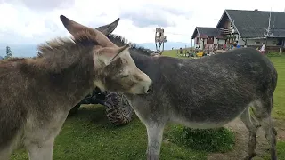 The mutual donkyes. Piatra Mare.