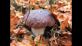 Borowiki wśród buków, Kanie i Las  08 Listopada 2023 Grzyby Boletus edulis Macrolepiota procera