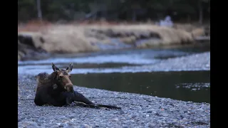 Injured Moose in Yellowstone National Park