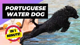 Portuguese Water Dog - In 1 Minute! 🐶 One Of The Most Expensive Dog Breeds In The World