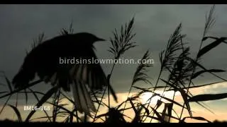 Starlings Slow Motion Flying in reeds shot with Phantom HD Gold