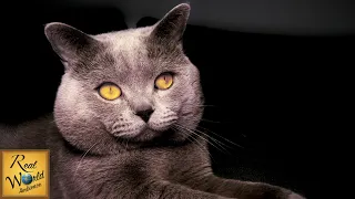 Rufus the Magnificent Blue British Shorthair Cat Purring Deeply