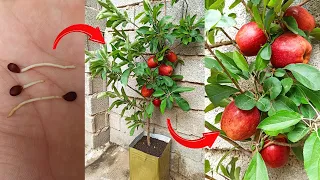 How to grow an apple tree from seed _an easy step-by-step process _ Germinating apple seeds at home