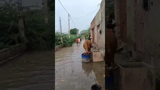 Vrindavan is full of water. Flood Yamuna ji.