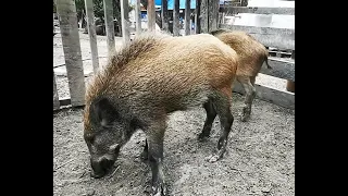 Дикие кабаны стали огромными. Самый большой кабан. Wild boars grow fast. The biggest wild boar.