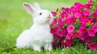 Beautifully rabbit image
