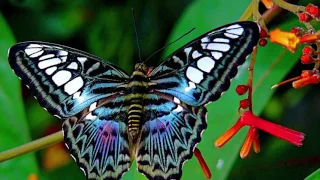 Buncombe Minute - NC Arboretum's World of Butterflies (July 2017)