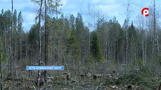 В Усть-Кубинском округе завершают прокурорскую проверку по факту рубки деревьев