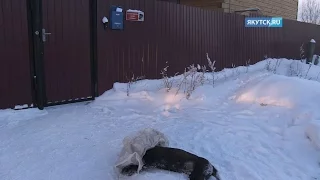 Якутск.ru публикует видео с места трагедии с бойцовской собакой